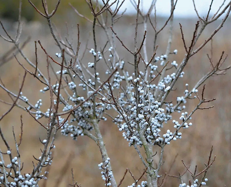 Gray berries on Northern Bayberry shrub close-up