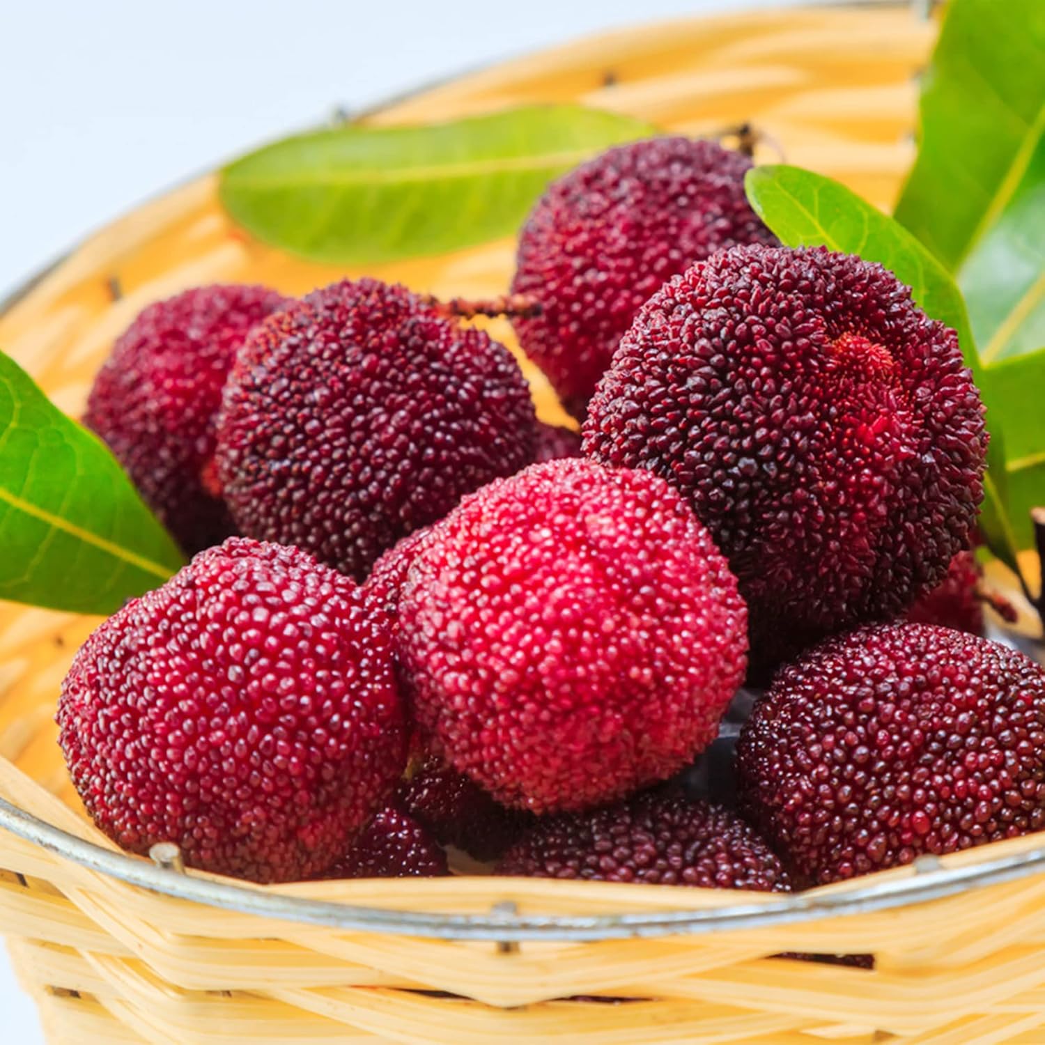 Myrica pensylvanica non-GMO Bayberry seeds pack