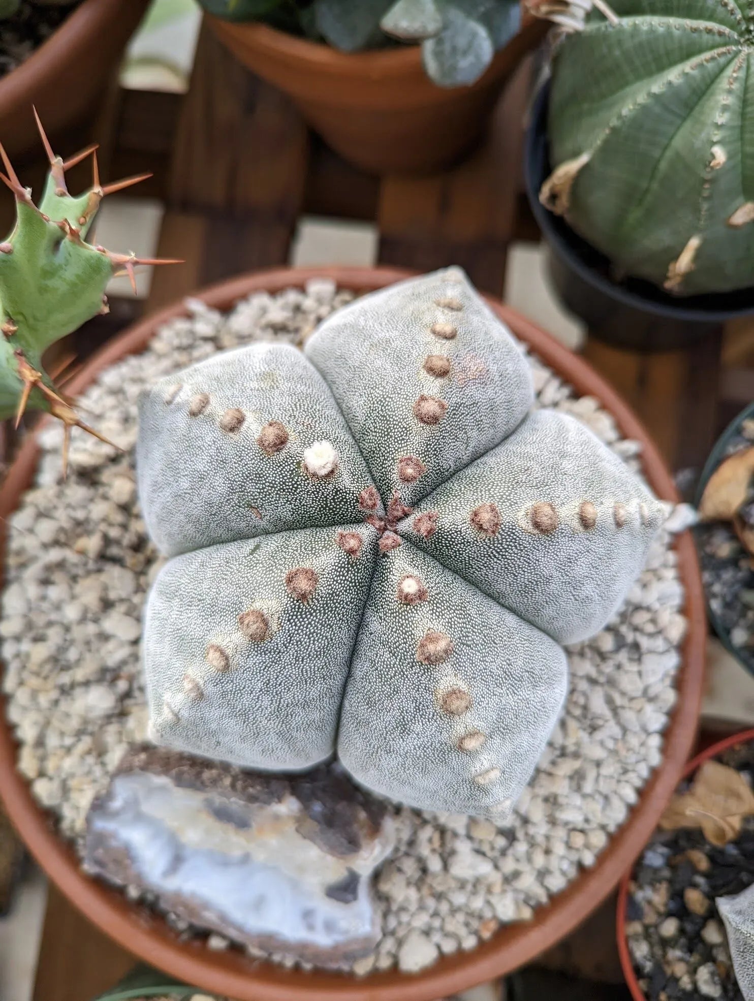 Planting Astrophytum Seeds For Cacti Lovers Herb