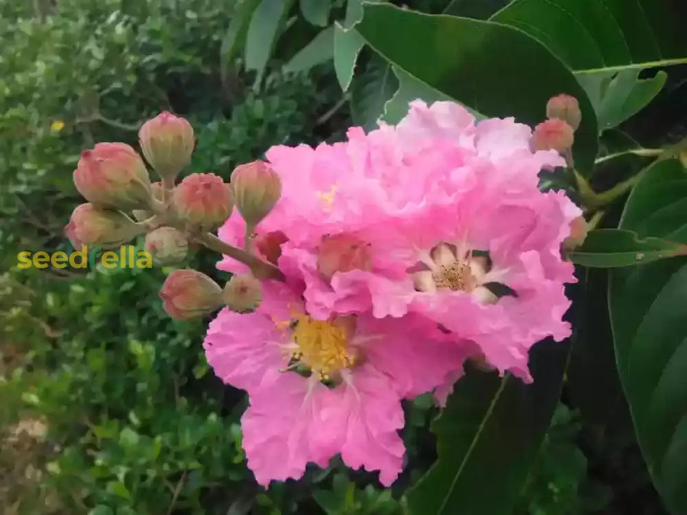 Myrtle Pink Flower Seeds For Planting  Vibrant Blooms Your Garden