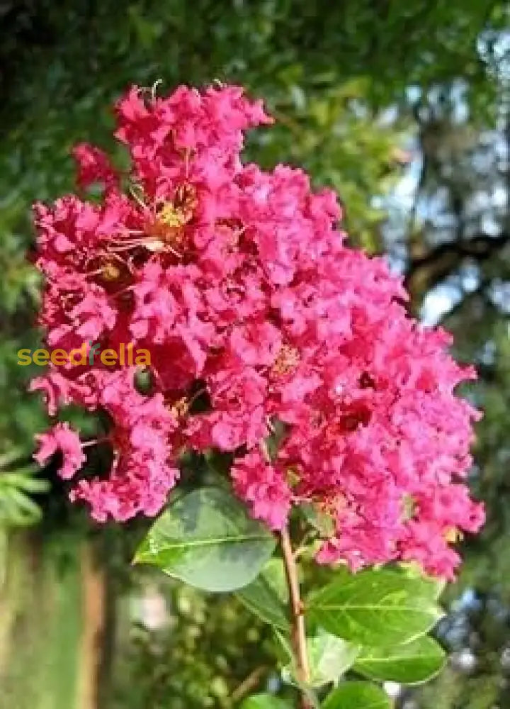 Myrtle Pink Flower Seeds For Planting  Vibrant Blooms Your Garden