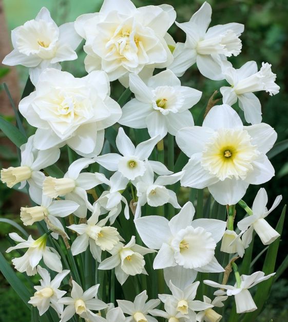 White Narcissus Flower Seeds For Easy Planting