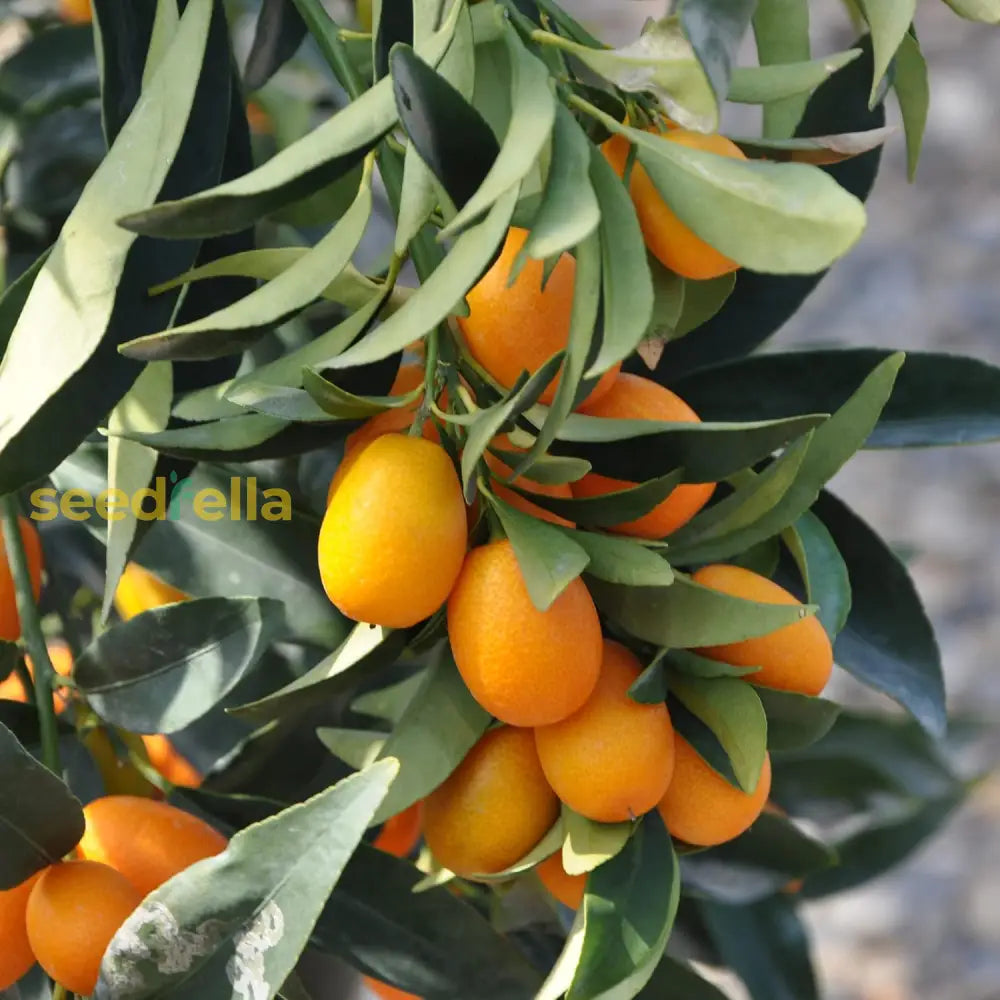 Nagami Kumquat Seeds Citrus Japonica Thin Sweet-Tart Rind And Tart Juicy Pulp Fragrant Flowers