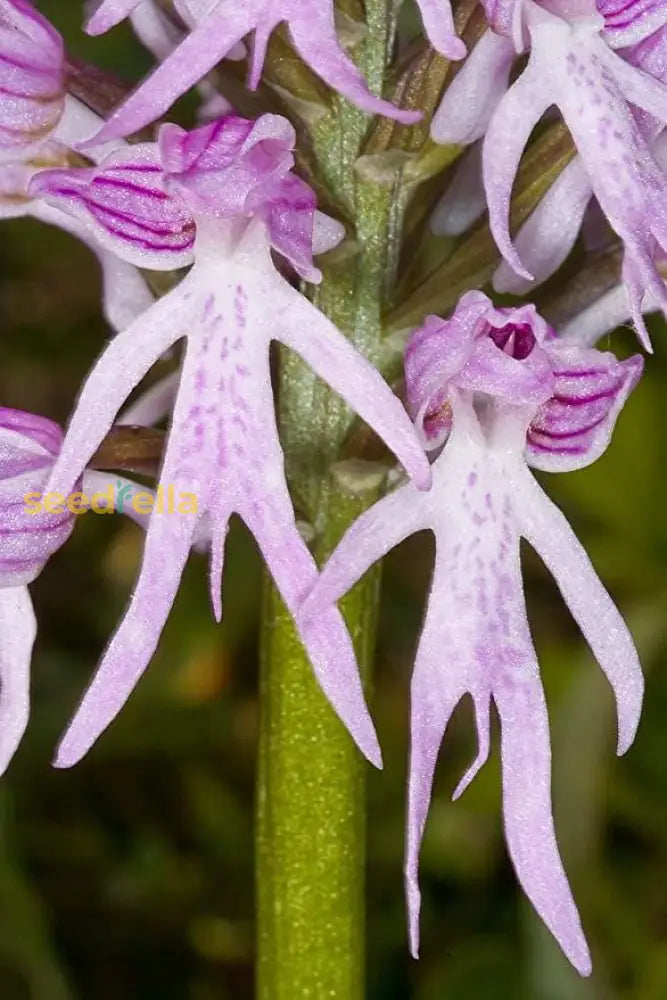 Naked Man Orchid Seeds For Planting - Unique Flowering Plant Flower