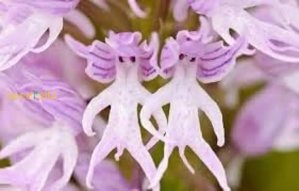 Naked Man Orchid Seeds For Planting - Unique Flowering Plant Flower