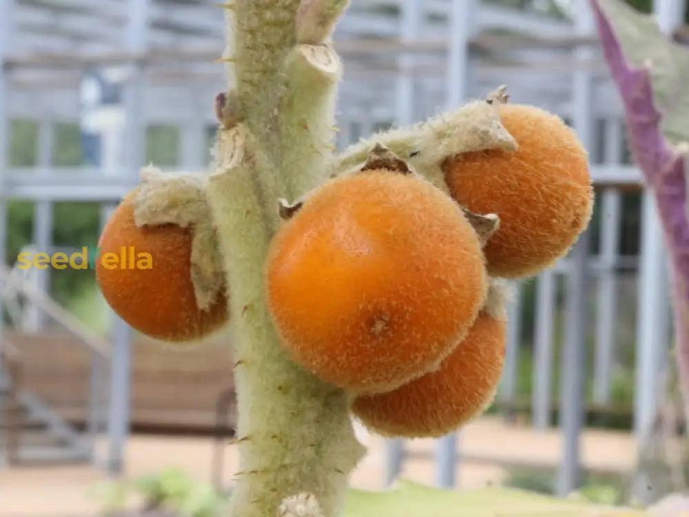 Naranjilla Fruit Seeds For Planting - Grow Exotic Fruits