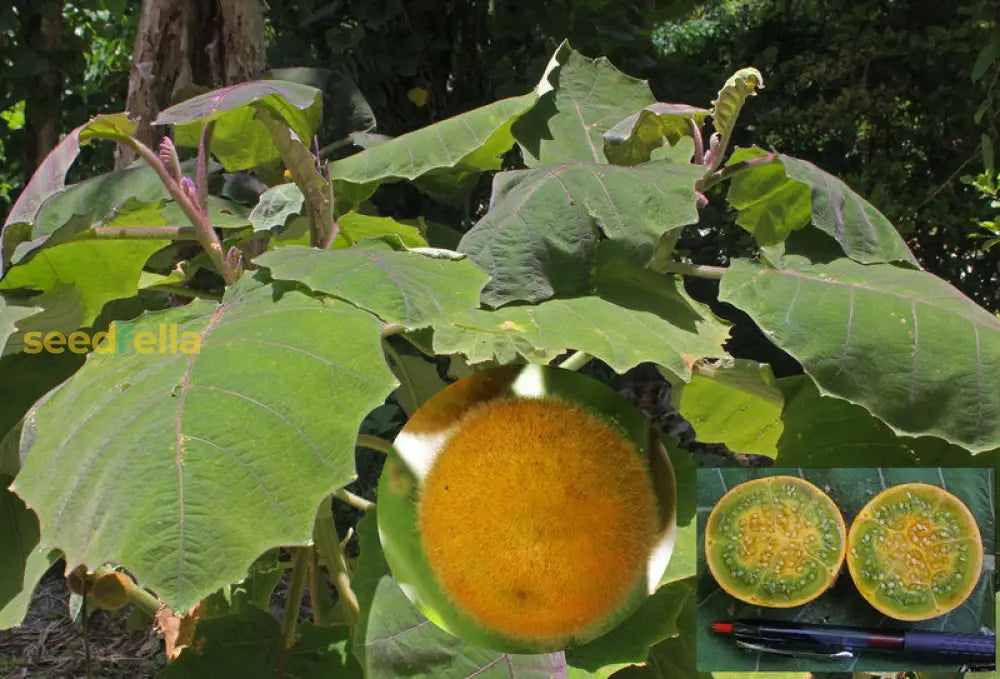 Naranjilla Fruit Seeds For Planting  Grow Tropical Flavor At Home