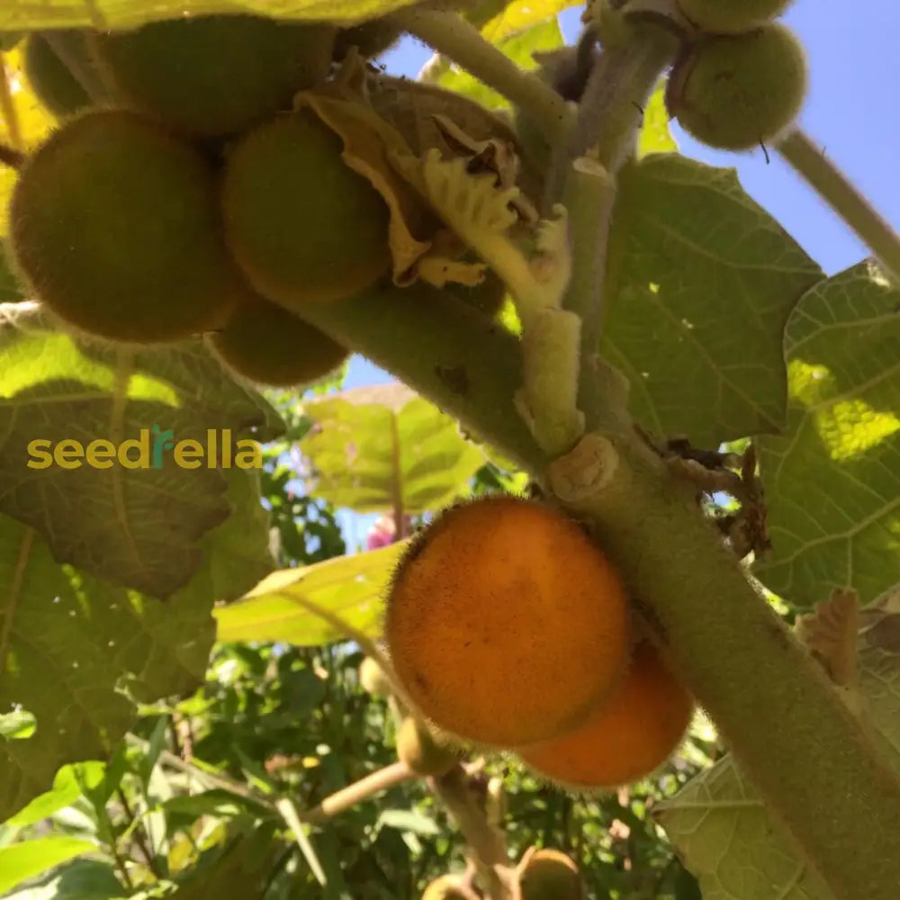 Naranjilla Fruit Seeds For Planting  Grow Tropical Flavor At Home