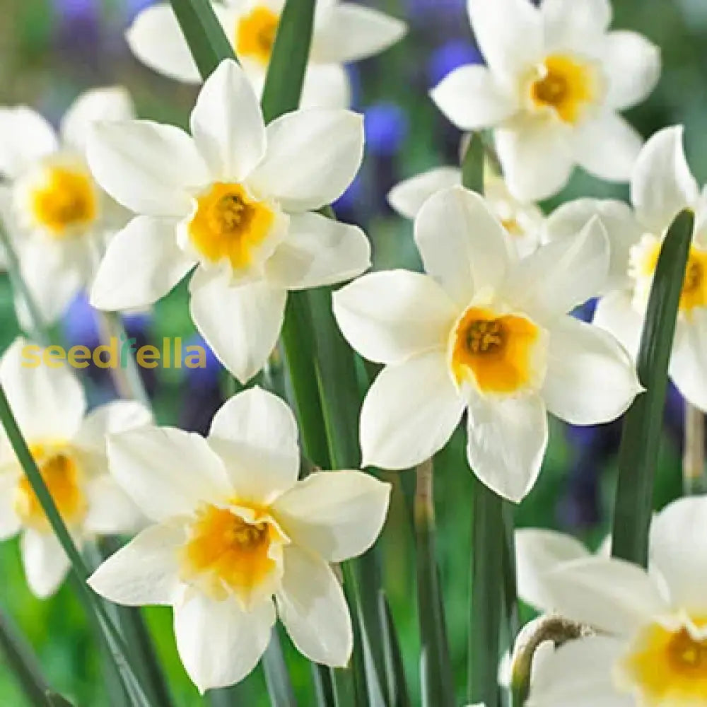 Narcissus Flower Seeds For Planting  Grow Beautiful Cream Blooms