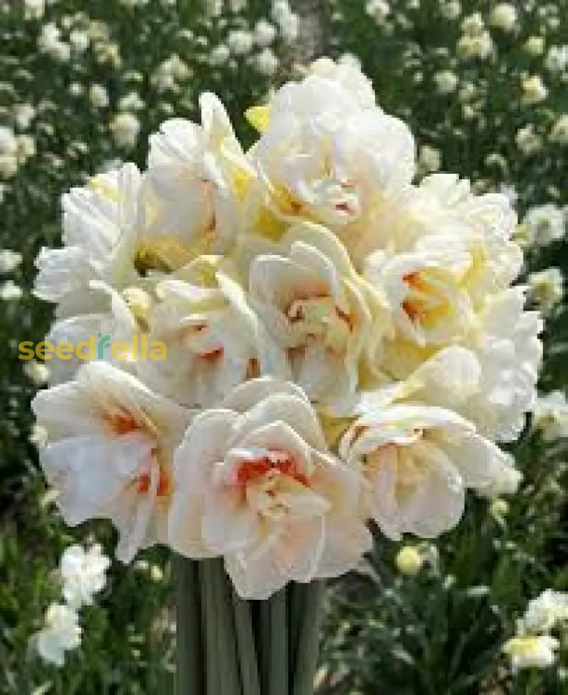 Narcissus Flower Seeds For Planting  Grow Beautiful Cream Blooms