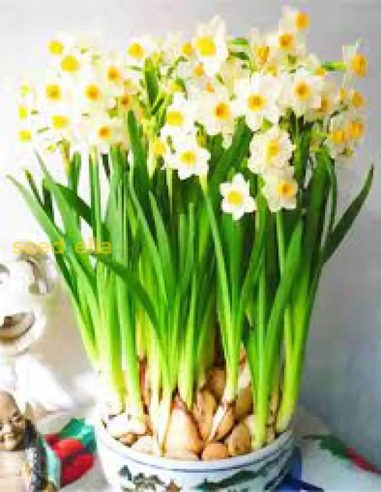 Narcissus Flower Seeds For Planting  White And Yellow Blooms