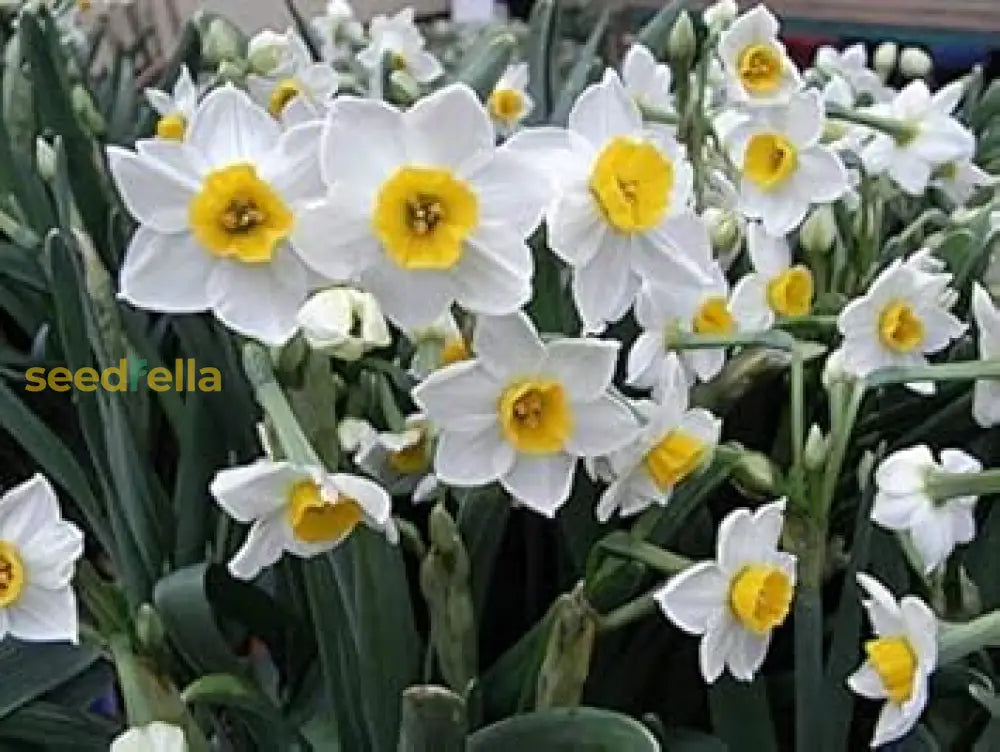 Narcissus Flower Seeds For Planting  White And Yellow Blooms