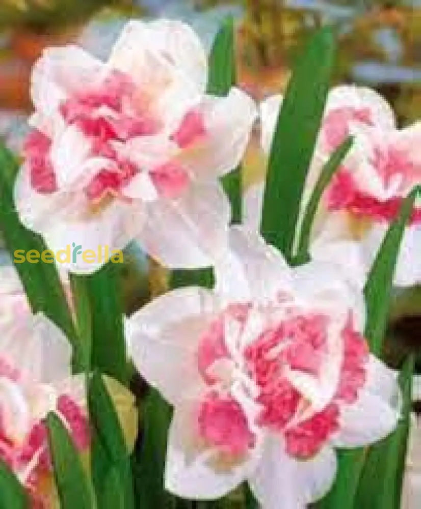 Narcissus Flower Seeds For Planting - White Pink Varieties Stunning Gardens