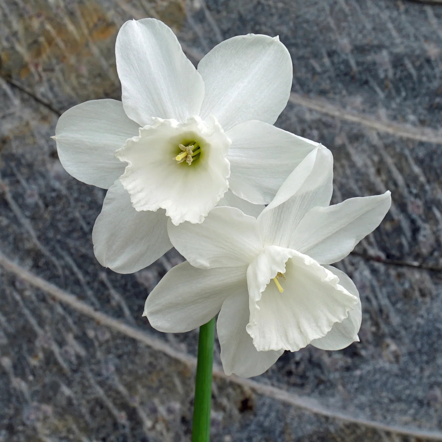 White Narcissus Flowers in Garden Borders