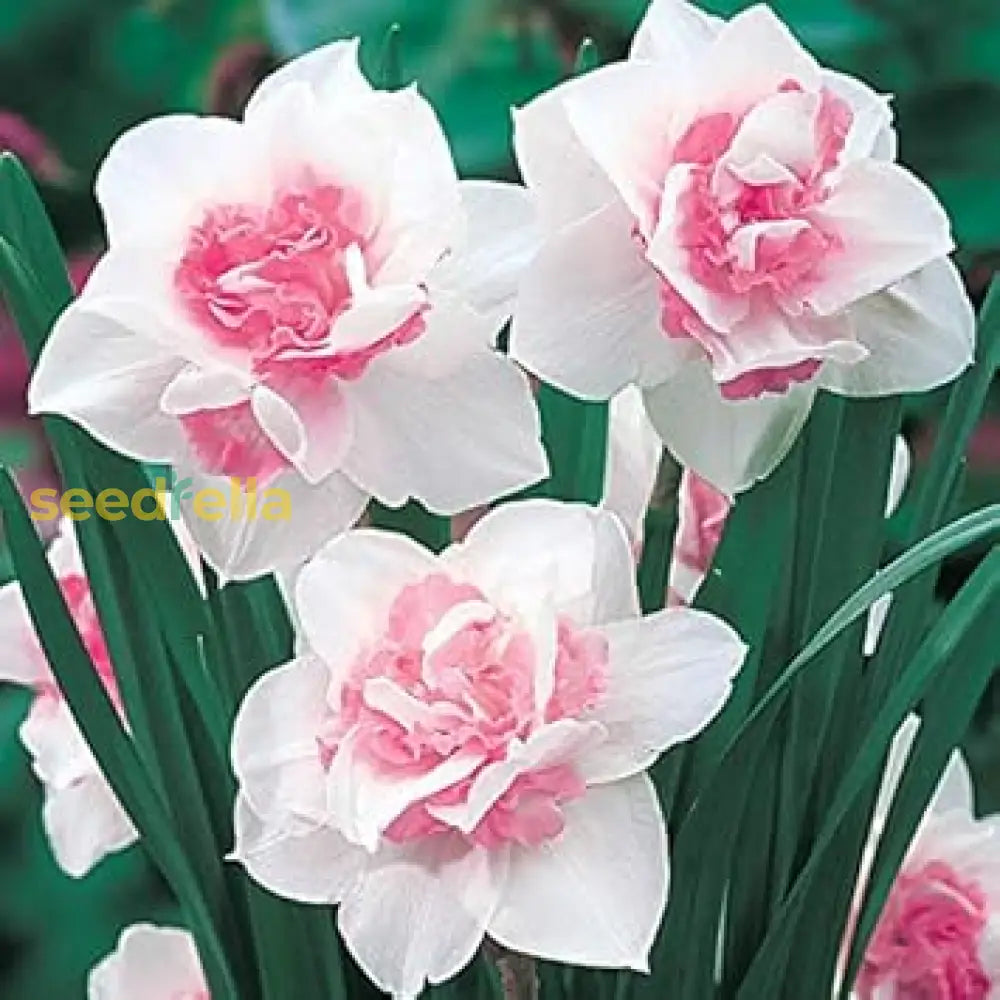 White pink narcissus seeds for planting