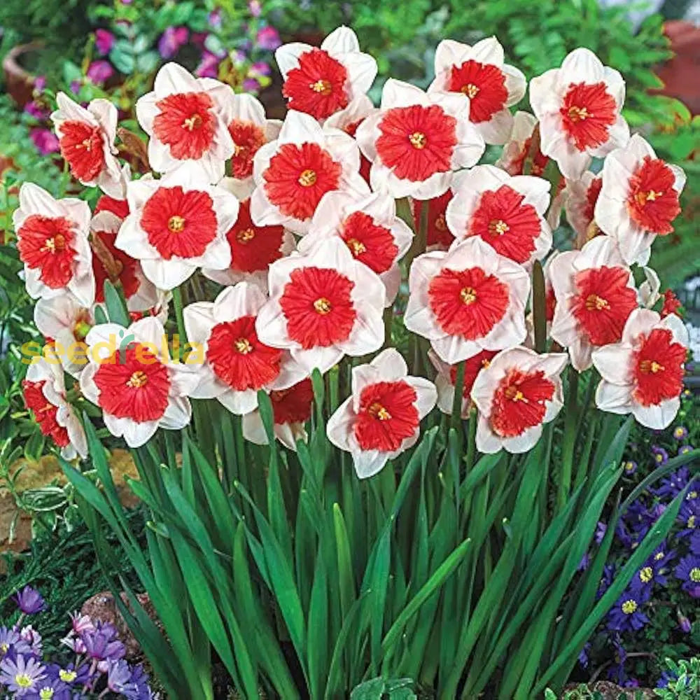 Narcissus White Red Seeds For Planting - Elegant Flower Blooms