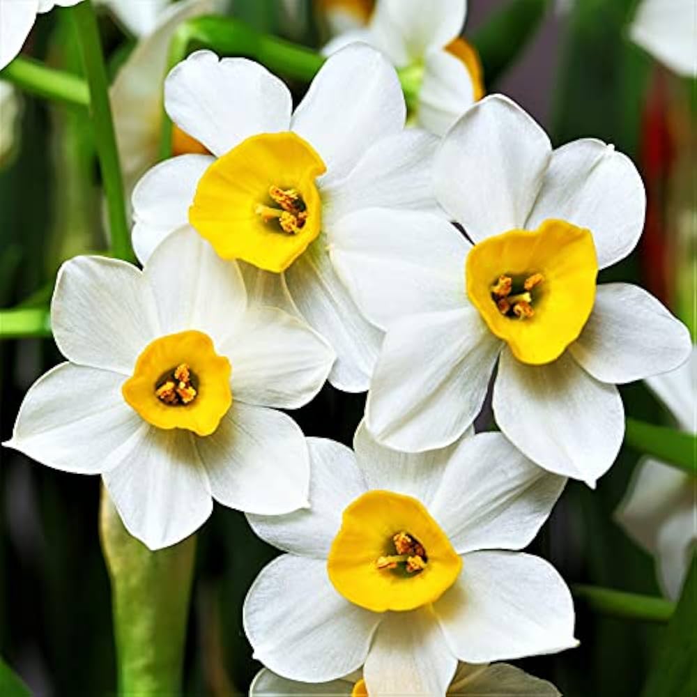 White and yellow narcissus seeds for planting