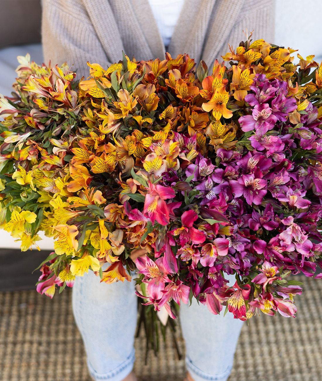 Alstroemeria (Alstroemeria Flower) seeds for planting in home garden