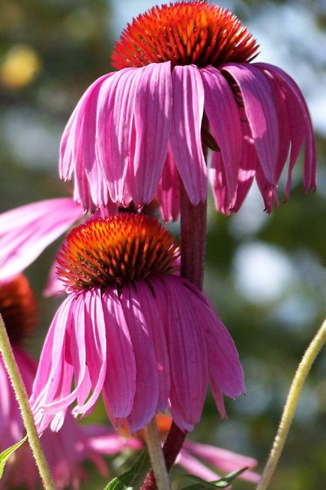 Narrow Leaf Echinacea native prairie flower from seeds
