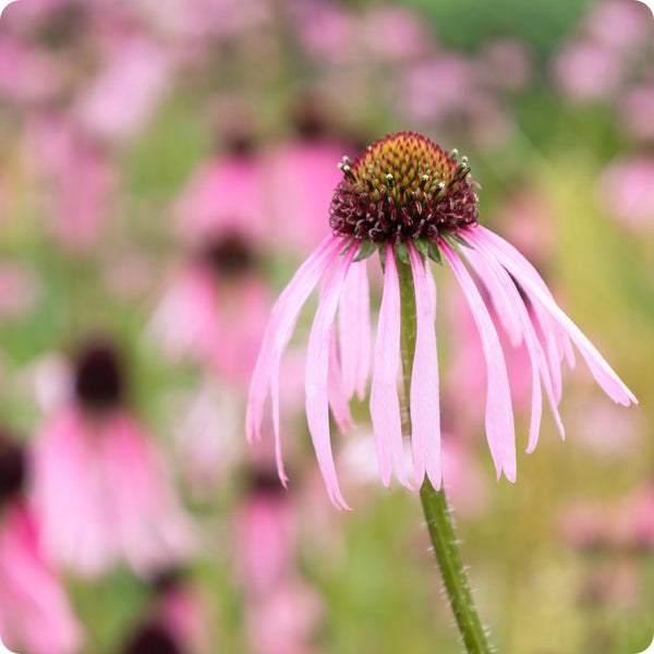 Narrowleaf Echinacea seeds Echinacea angustifolia native perennial
