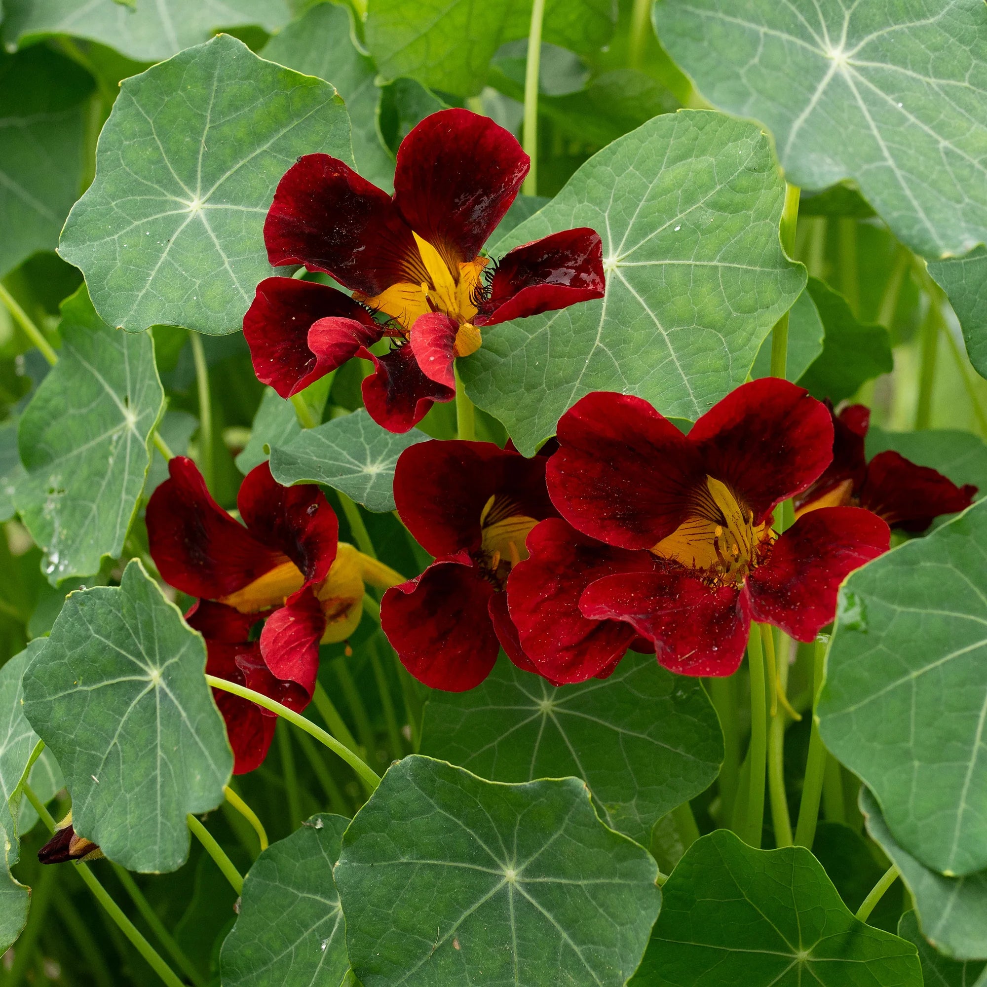 Black Velvet Nasturtium Plant in Garden Bed