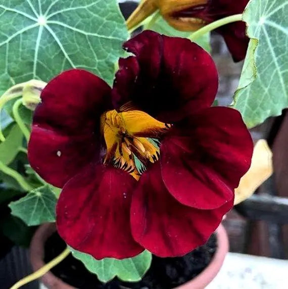 Nasturtium Black Velvet in Pots and Containers