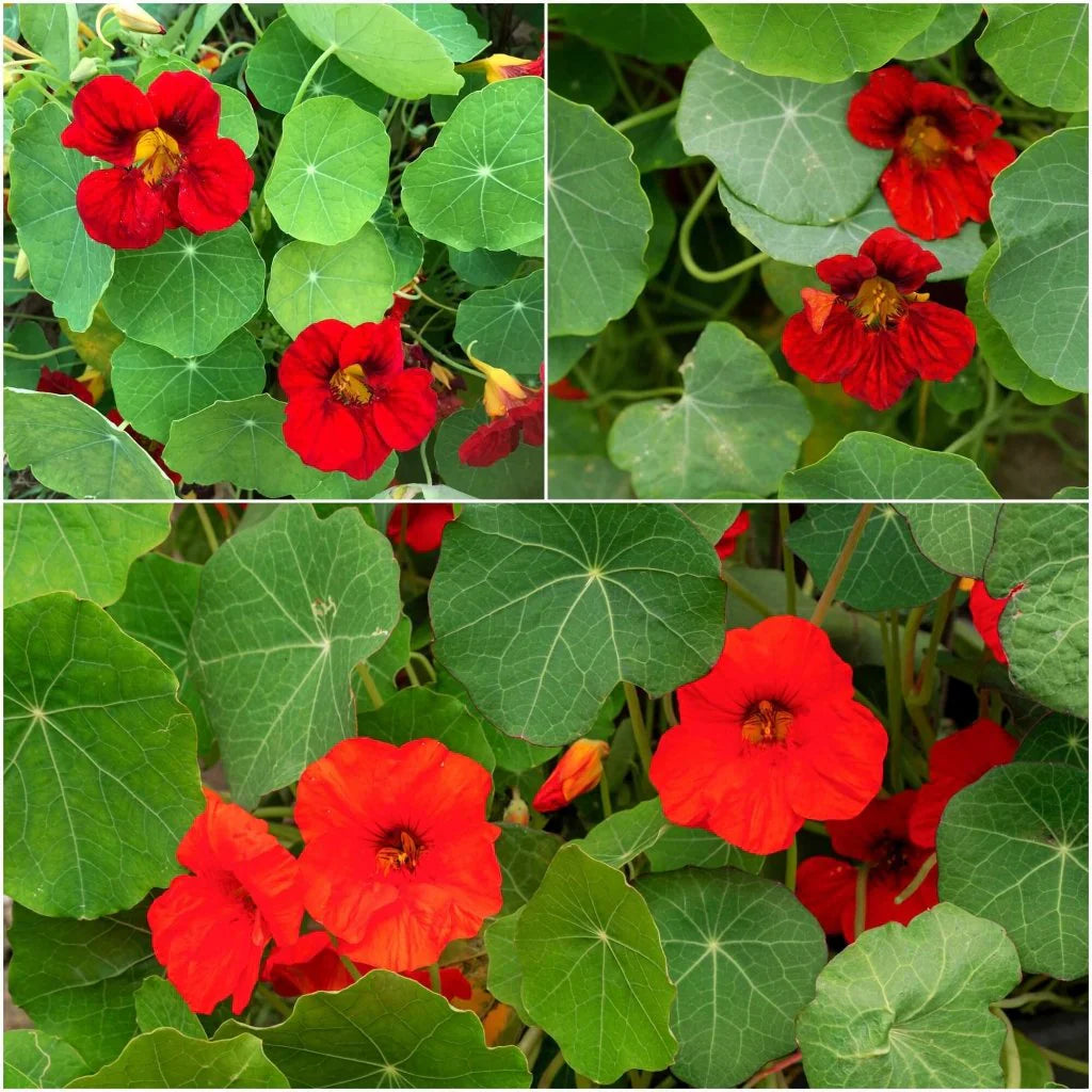 Dark Red Tropaeolum Nasturtium Flowering Seeds For Planting