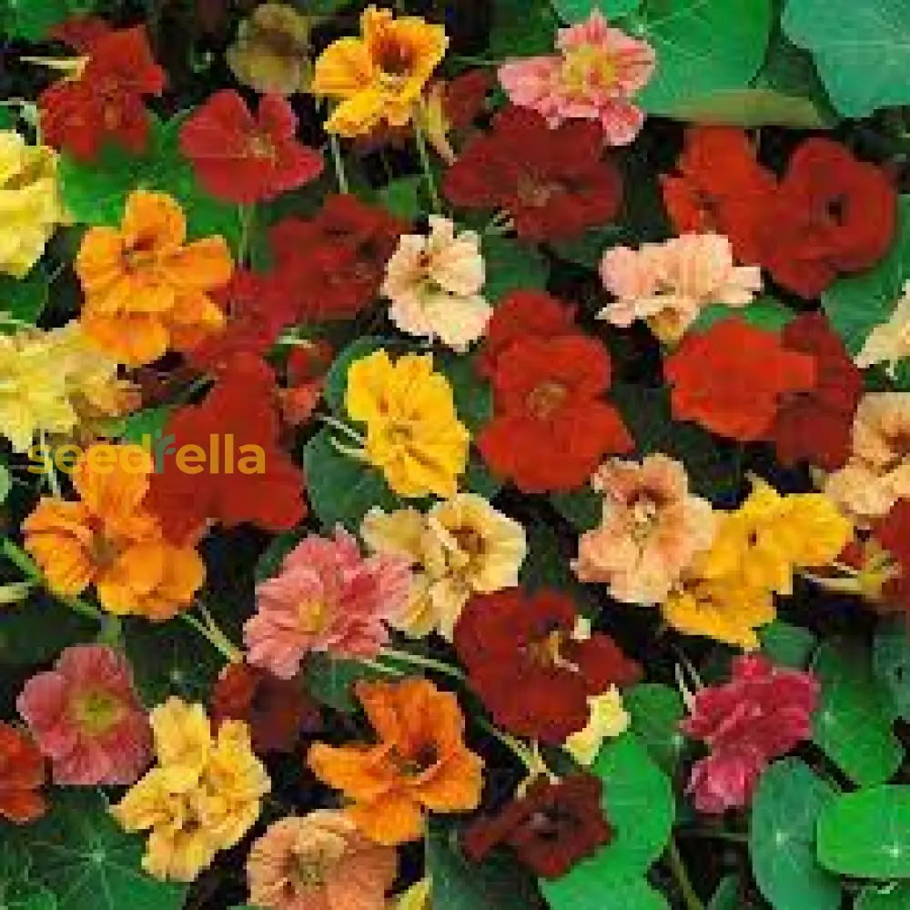 Nasturtium Flower Seeds For Easy Planting