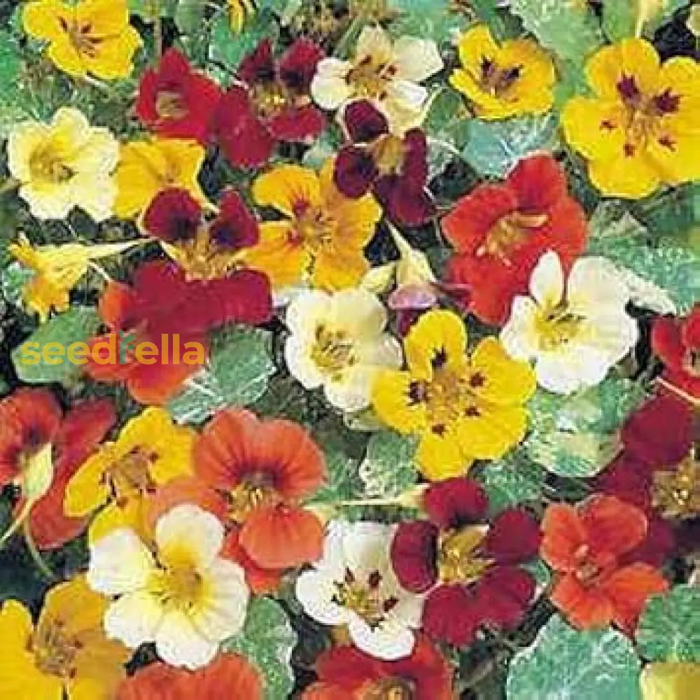 Nasturtium Flower Seeds Mix For Vibrant Planting