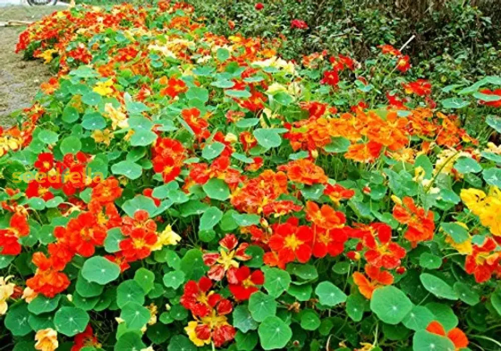 Nasturtium Flower Seeds Mix For Vibrant Planting