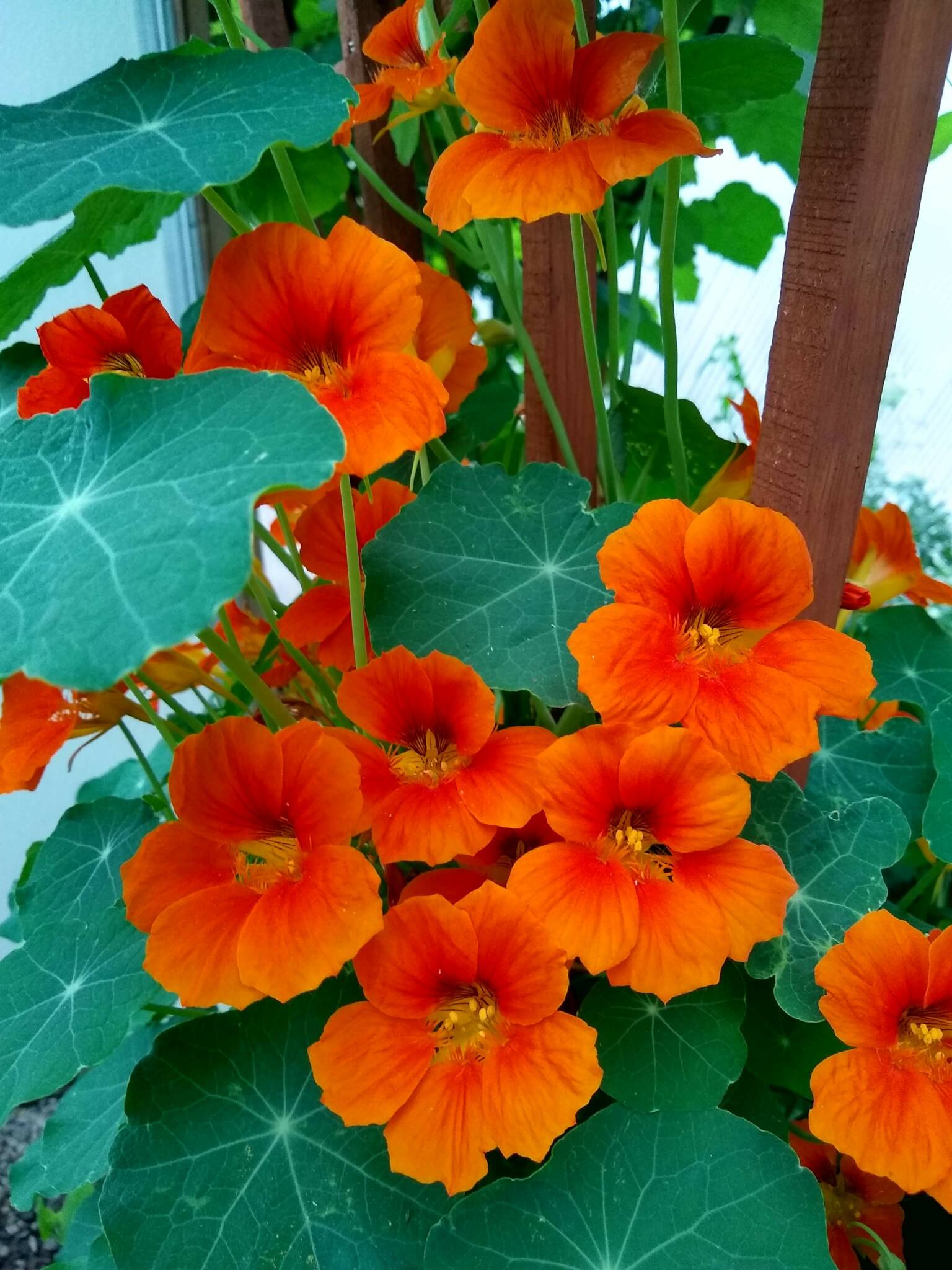 Nasturtium Flowers Decorating Garden Borders