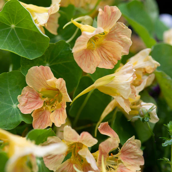 Pink Nasturtium Flowers in a Garden Bed