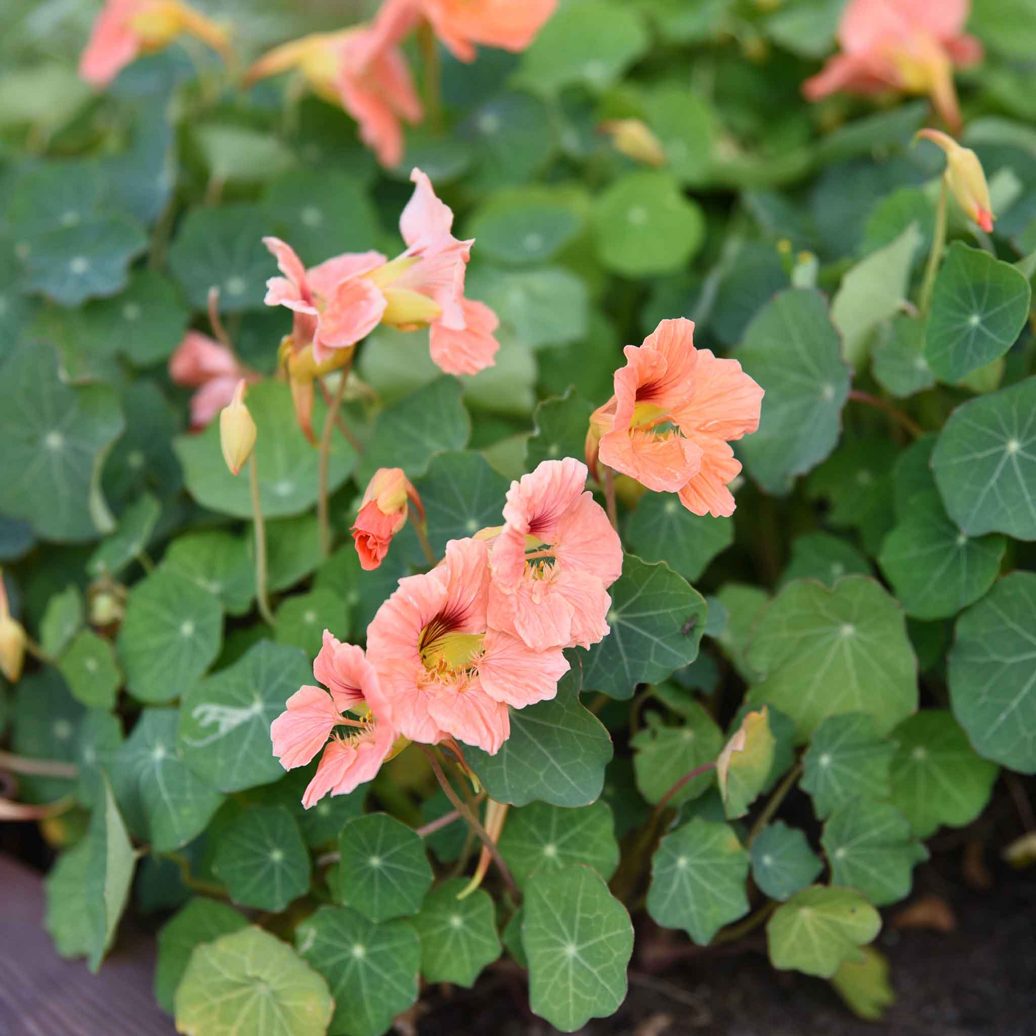 Dark Pink Nasturtium Plants in Pots