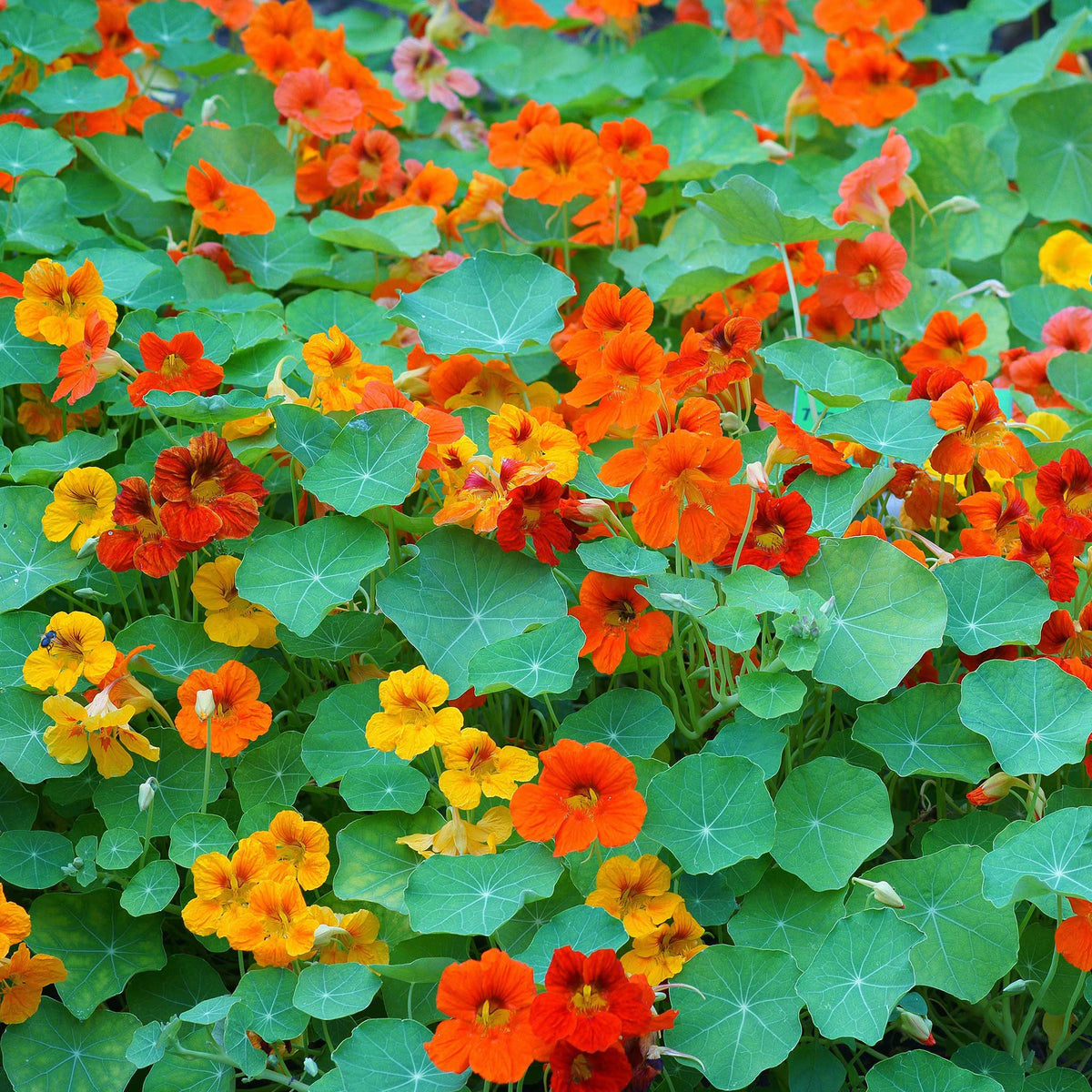 Mixed Nasturtium Flower seeds for Planting Compact Growth Heirloom & GMO Free Seeds for Home Garden 
 
 Sale for planting in home garden