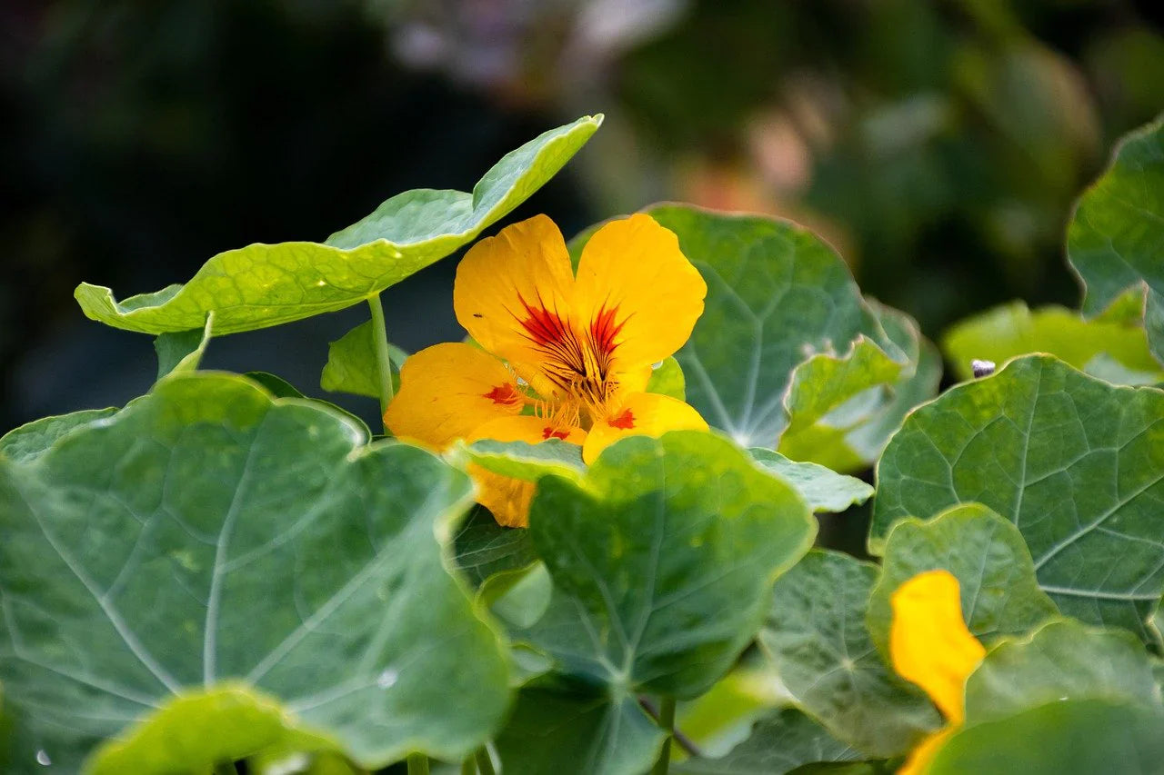 Yellow Nasturtium Flower Seeds Planting