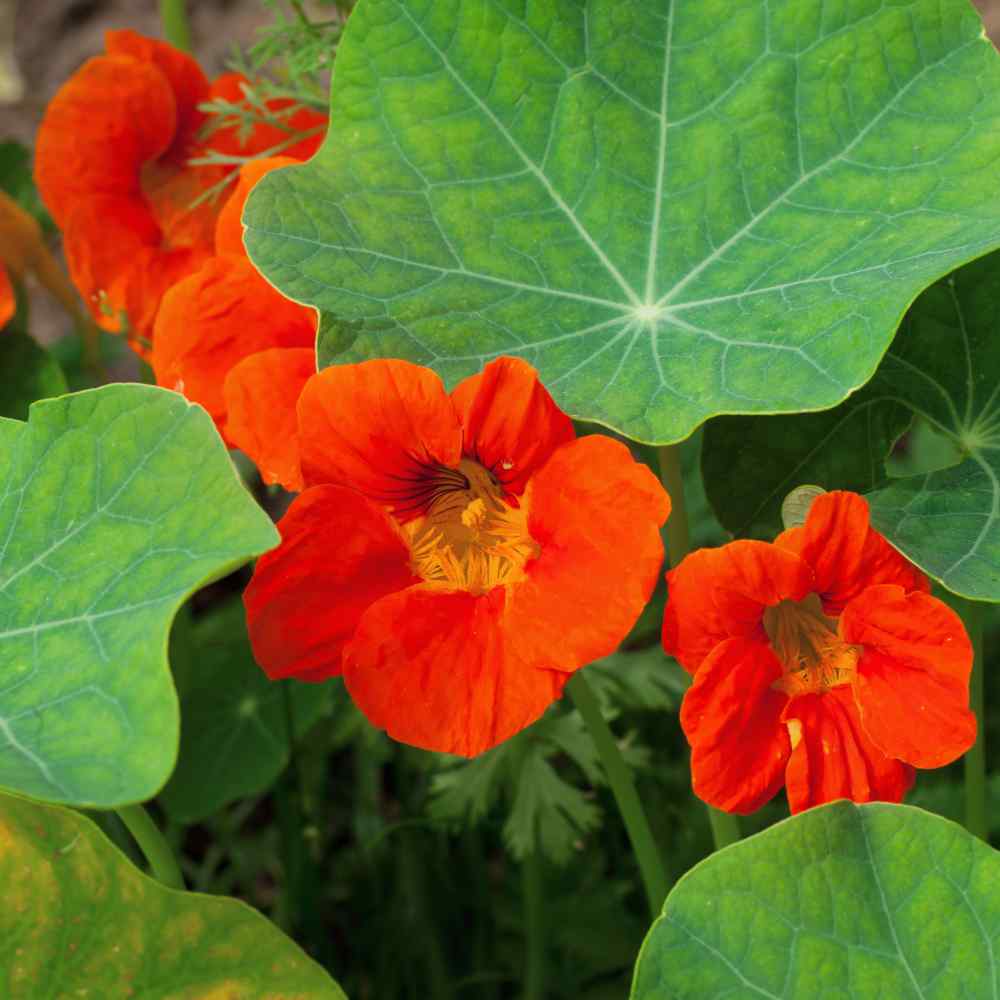 Dark Orange Nasturtium Flower seeds for Planting Bright Blooms Heirloom & GMO Free Seeds for Home Garden 
 
 Sale for planting in home garden