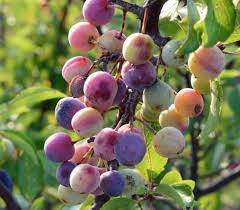 Native Beach Plum seeds edible red-purple fruit coastal plant