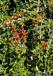 Native buffaloberry seeds for planting hardy wildlife shrubs