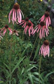Native Narrowleaf Echinacea grown from seeds in garden