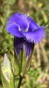 Fringed Gentian plants growing in wetland habitat