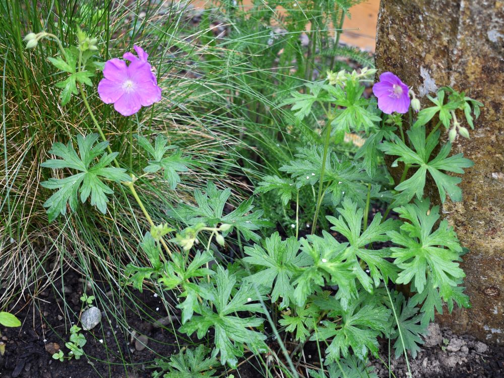 Oregon Geranium wildflower thriving in a woodland setting