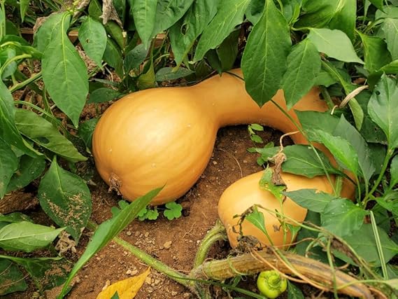 Neck Pumpkin Cucurbita spp seeds for planting