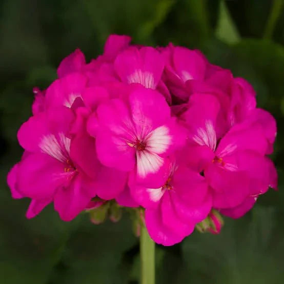 Pink Geranium Seeds For Planting - Add Colorful Delight To Your Garden