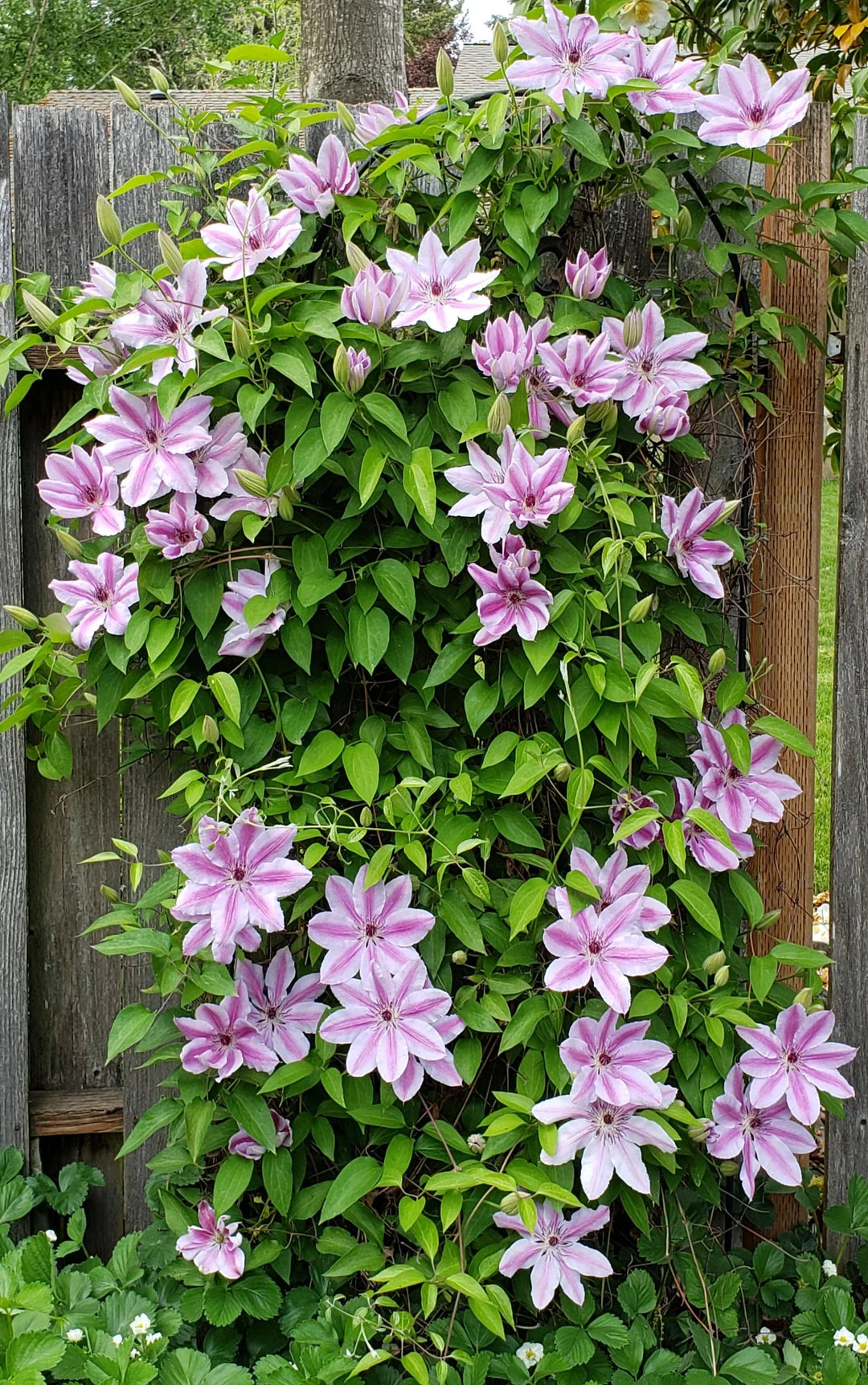 Large pink Nelly Moser Clematis flowers
