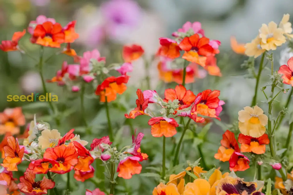 Nemesia Flower Seeds Planting Guide