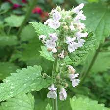 Nepeta cataria herb flower seeds