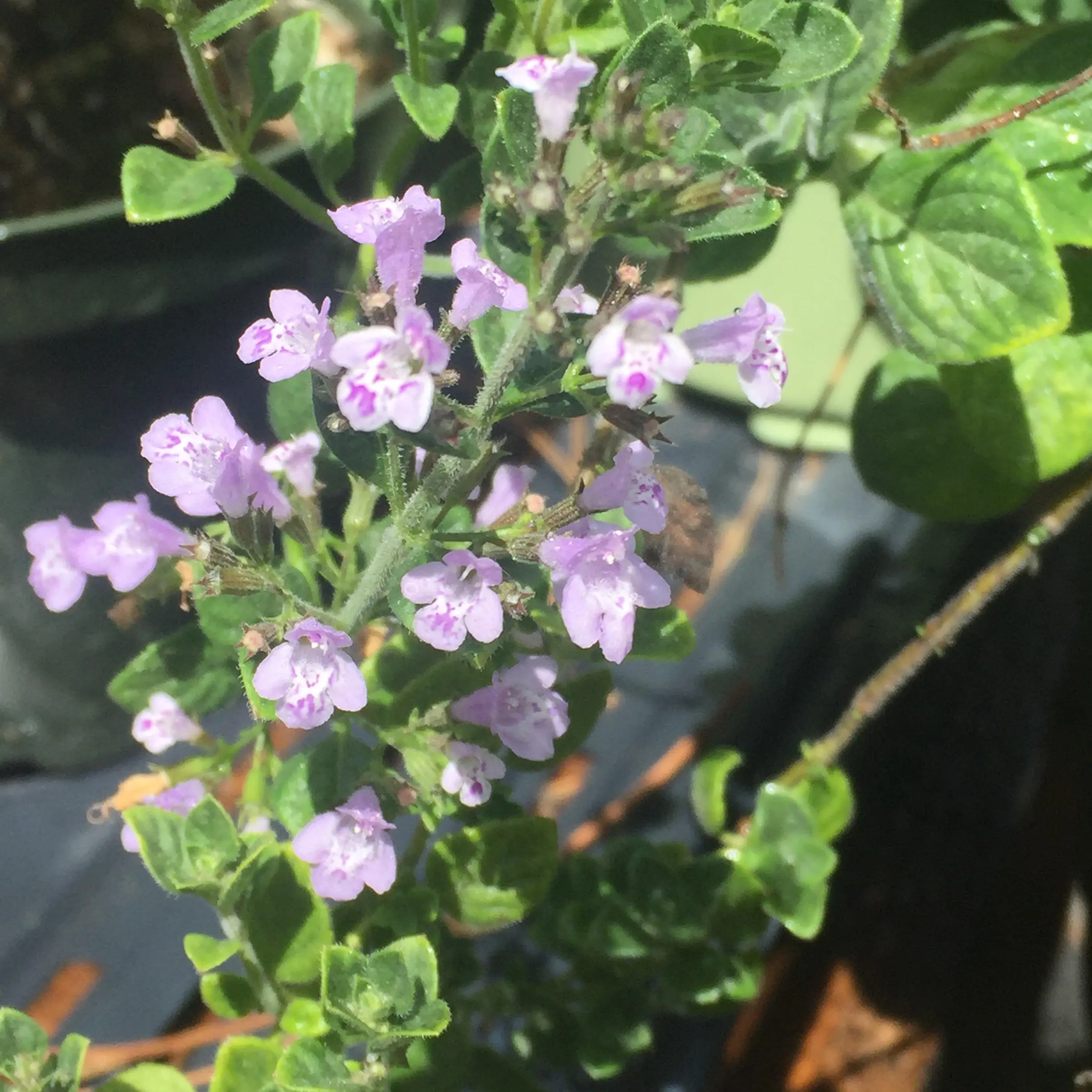 Nepitella seeds Calamintha nepeta ornamental herb