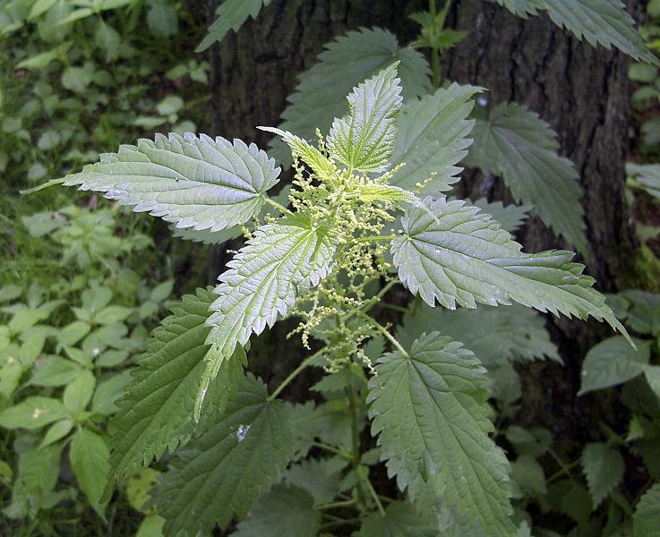 Small Green Flowers of Stinging Nettle Urtica Dioica