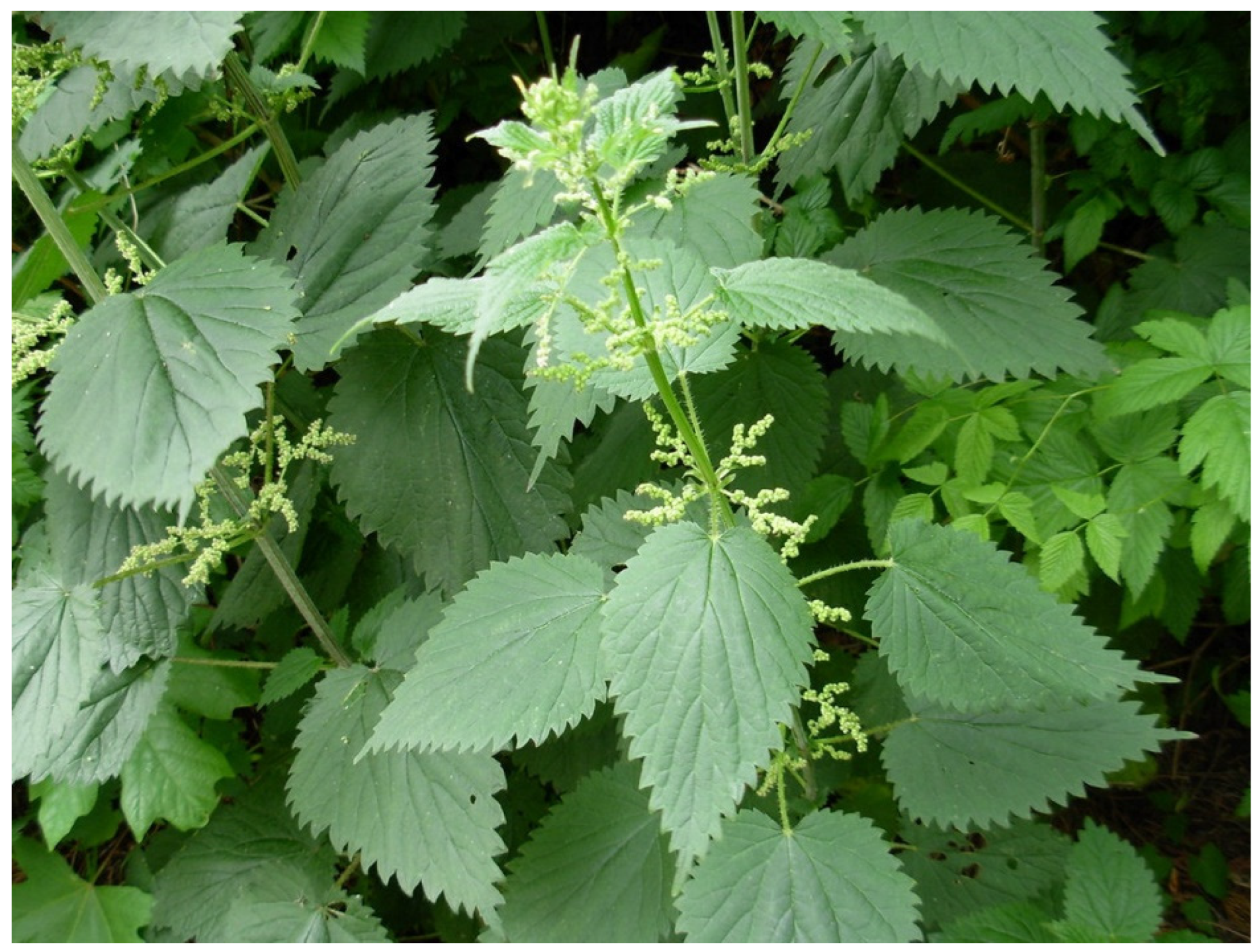 Close-Up of Stinging Nettle Urtica Dioica Green Leaves with Hairs