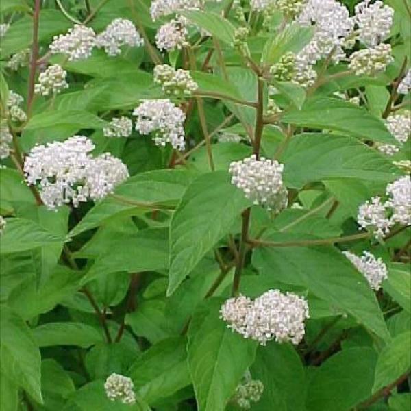 White New Jersey Tea Shrub Attracting Hummingbirds in Garden